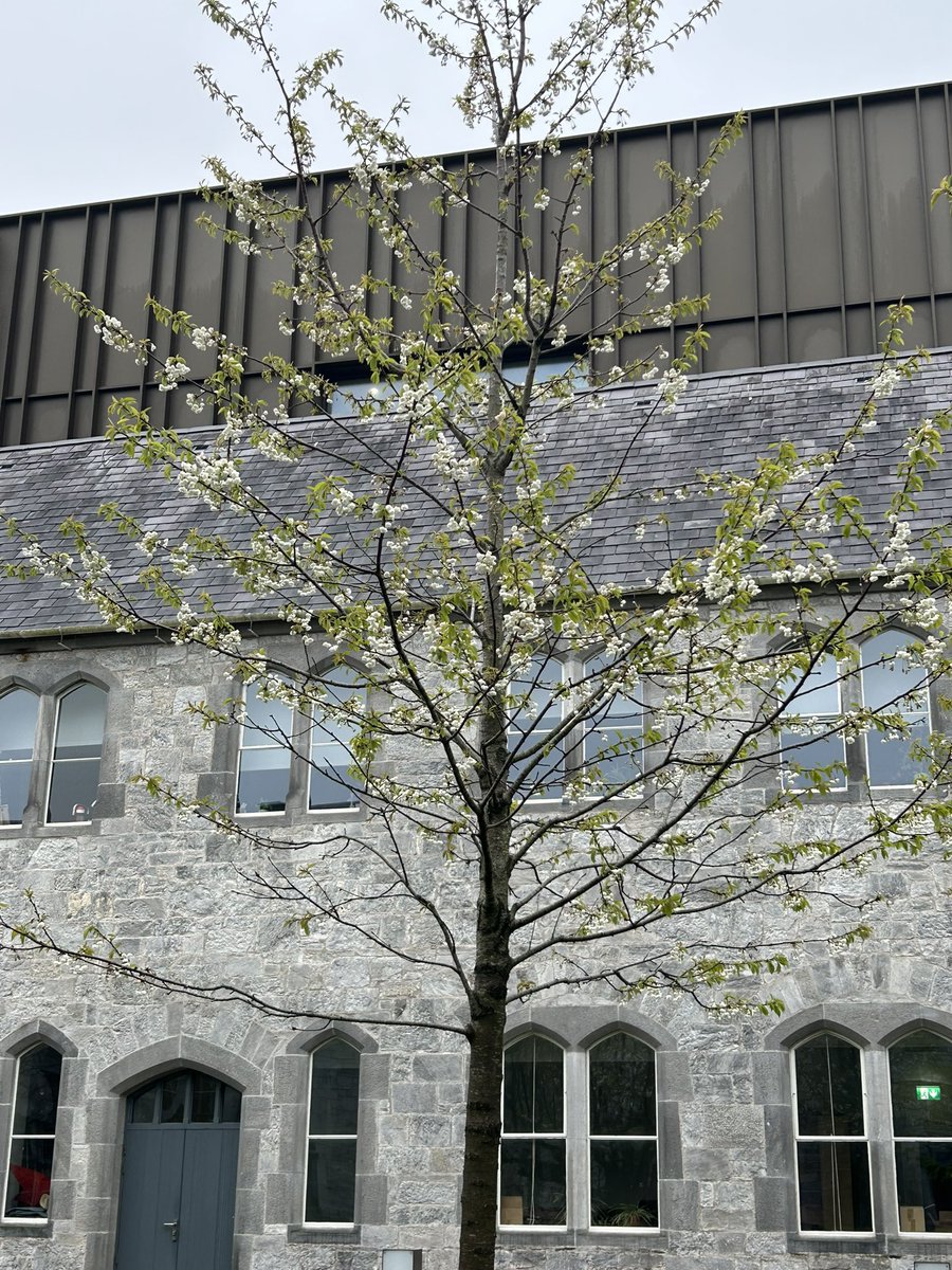DeasyPamela's tweet photo. #Day104 of #200daysofwalking

Is there any nicer smell than the dew on the plants and freshly cut grass 🐽 in the morning.  Plenty of rain in the way up but managed 40 mins before it came again 

#April2026 #Cork https://t.co/PYOx4P3qs8