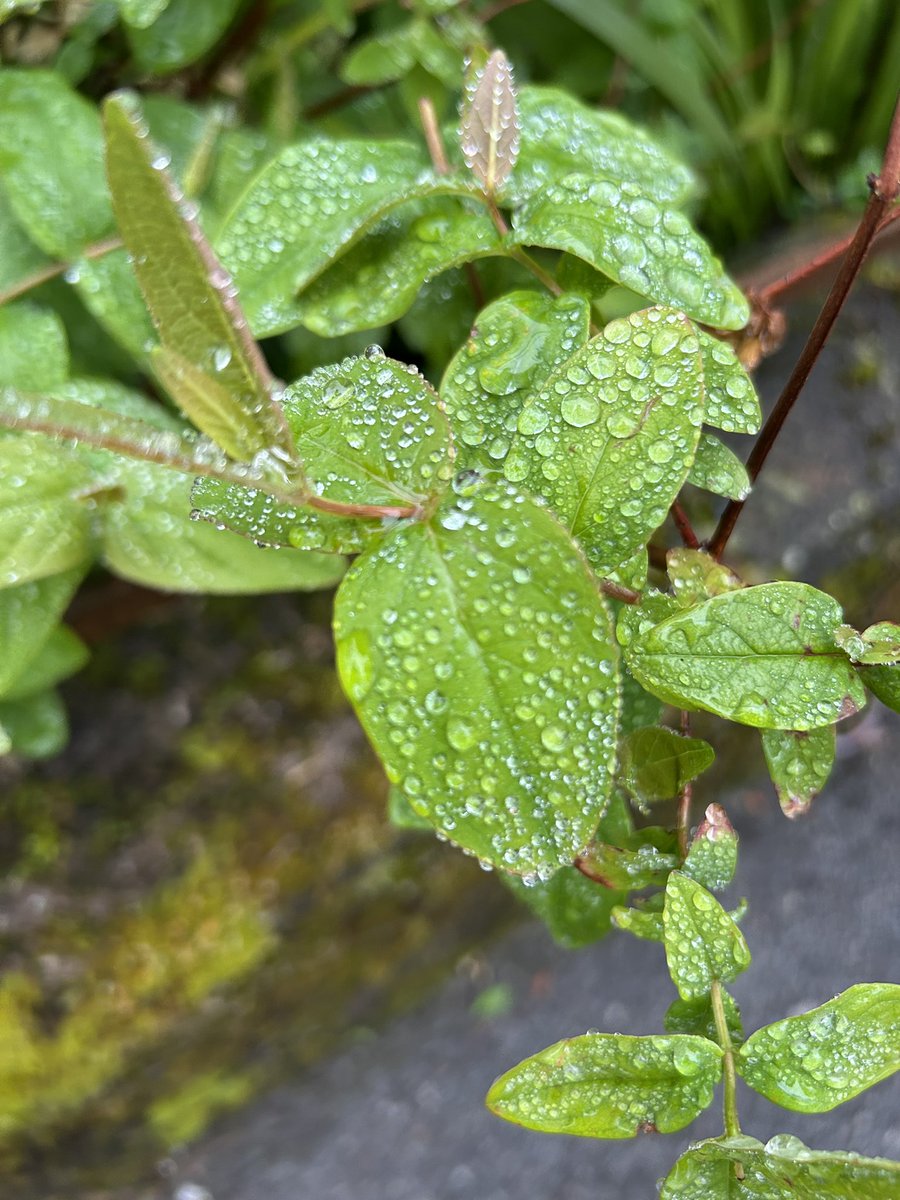 DeasyPamela's tweet photo. #Day104 of #200daysofwalking

Is there any nicer smell than the dew on the plants and freshly cut grass 🐽 in the morning.  Plenty of rain in the way up but managed 40 mins before it came again 

#April2026 #Cork https://t.co/PYOx4P3qs8