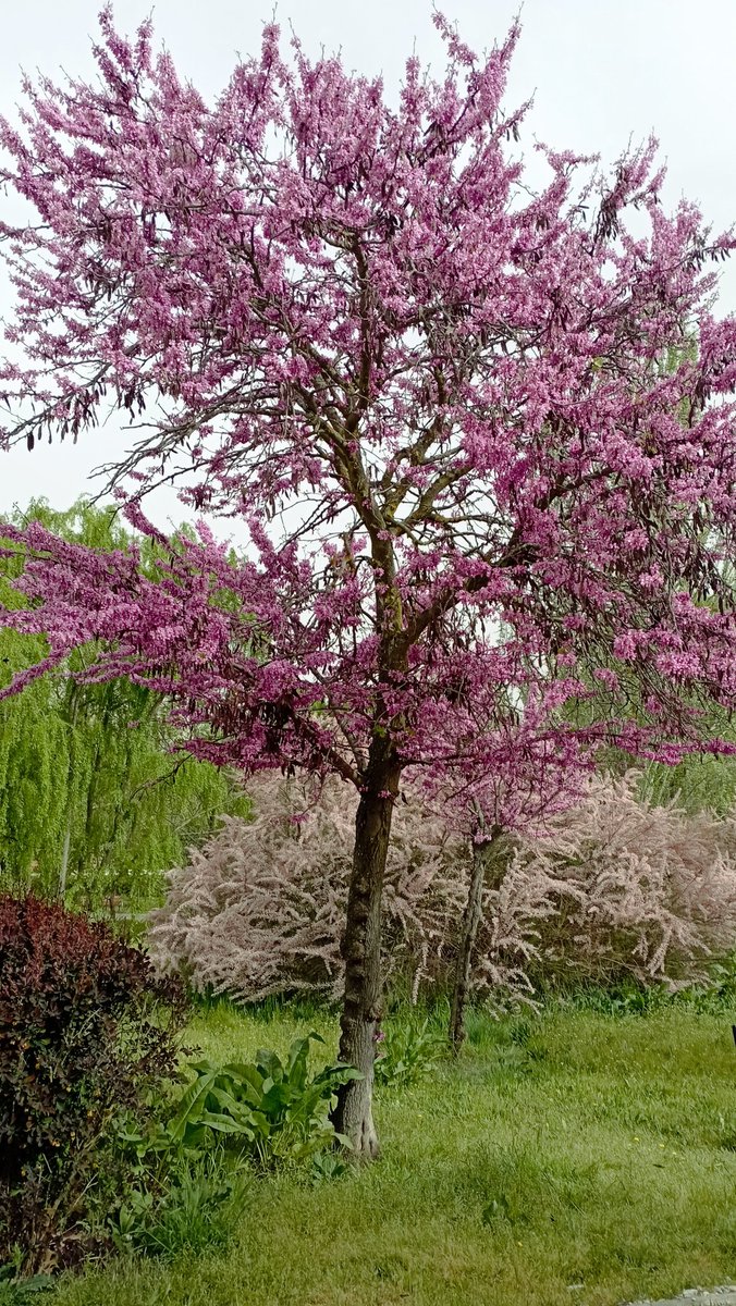 Senda🌹🍀🌹 tweet media