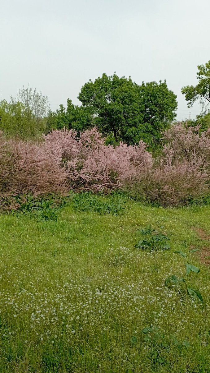 Senda🌹🍀🌹 tweet media