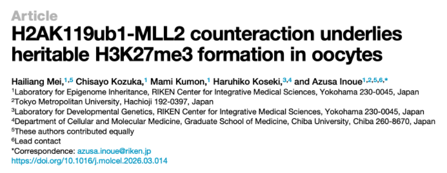 a_z_usa__'s tweet photo. Hello Polycomb and genomic imprinting lovers!
Our new paper is out in @MolecularCell — we uncovered how H3K27me3 (also non-canonical imprinting) is established in mouse oocytes. This was made possible by generating oocyte-specific triple cKO mice!
Summary in thread↓↓ (1/10) https://t.co/oIp9IzTWyd