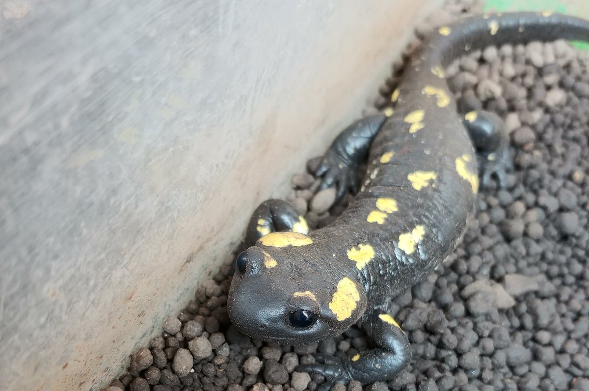 爬虫類倶楽部 大宮店 tweet media