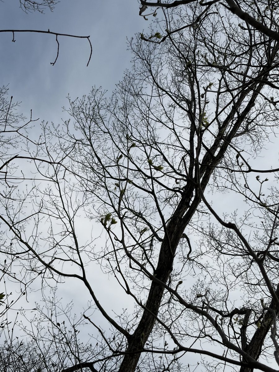 熊五郎157 tweet media