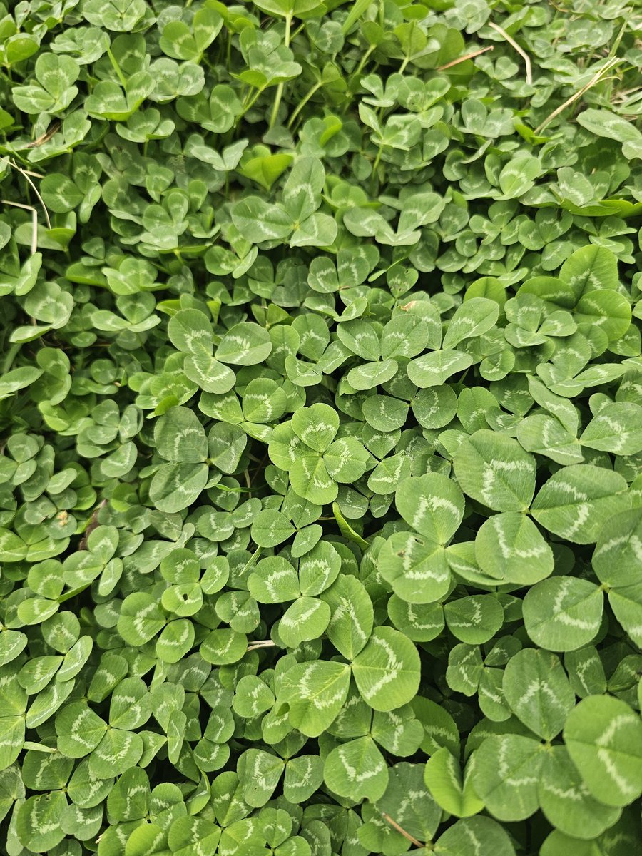 콩비니🐈🐱 tweet media