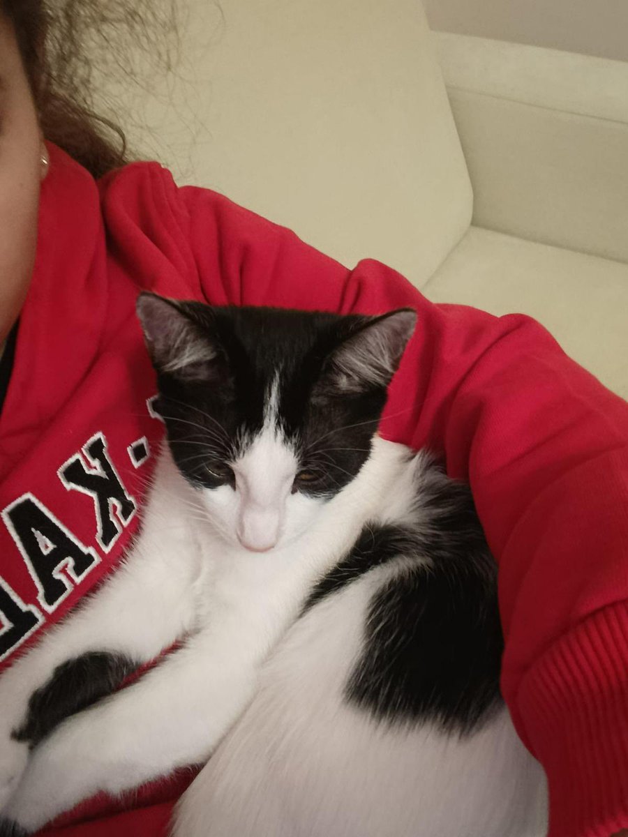 eyllul🐾 🇹🇷🇪🇸 tweet media