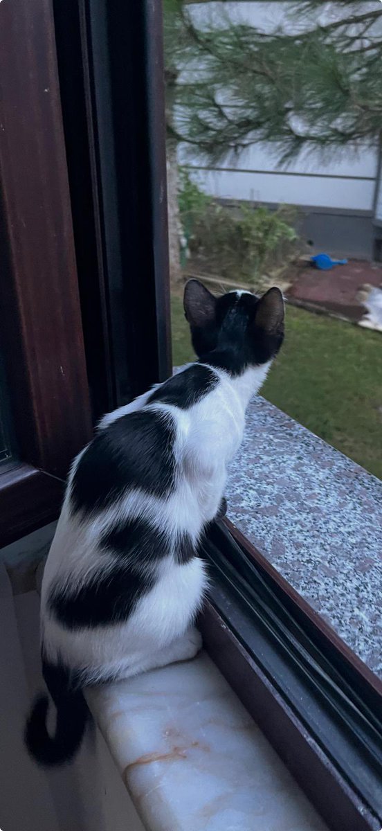 eyllul🐾 🇹🇷🇪🇸 tweet media