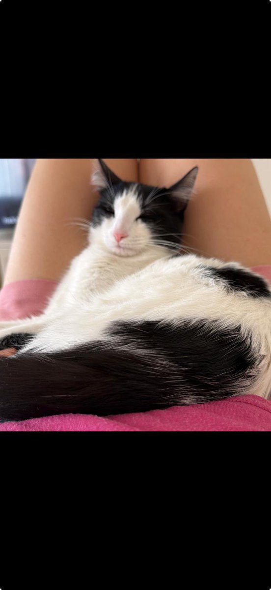 eyllul🐾 🇹🇷🇪🇸 tweet media