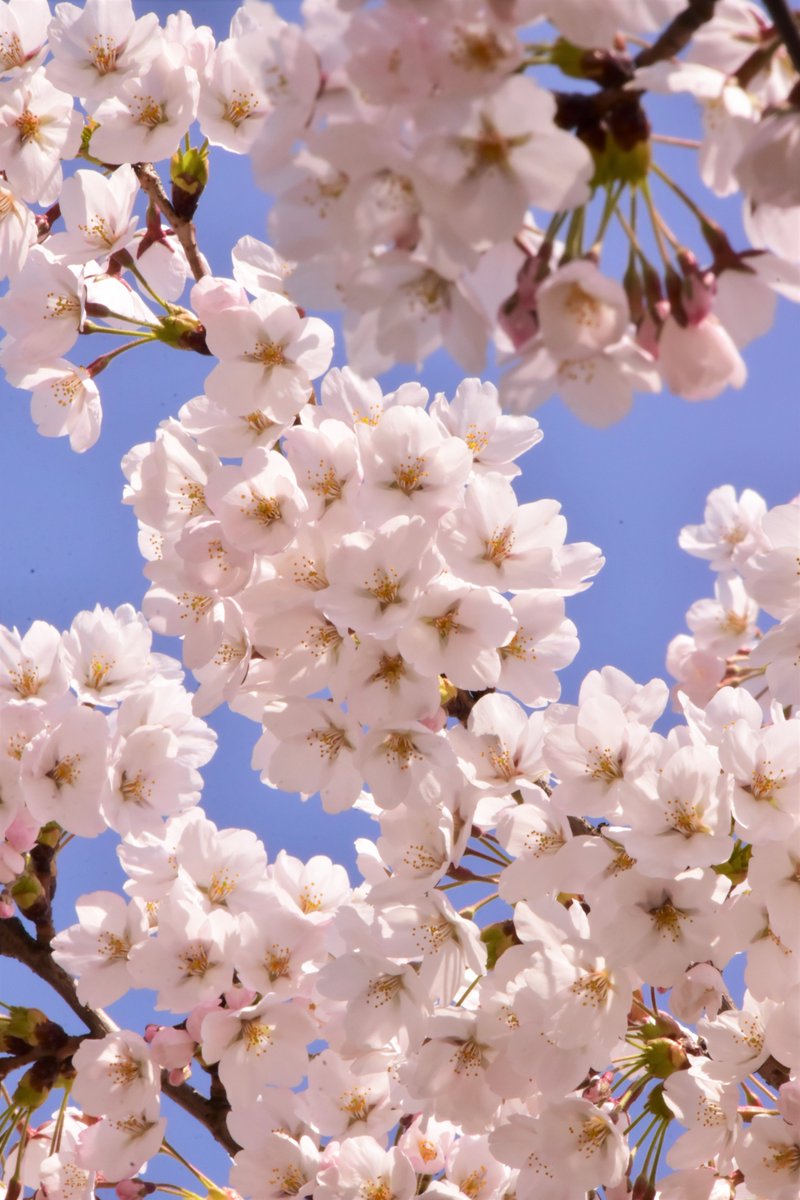 弘前市シティプロモーション tweet media