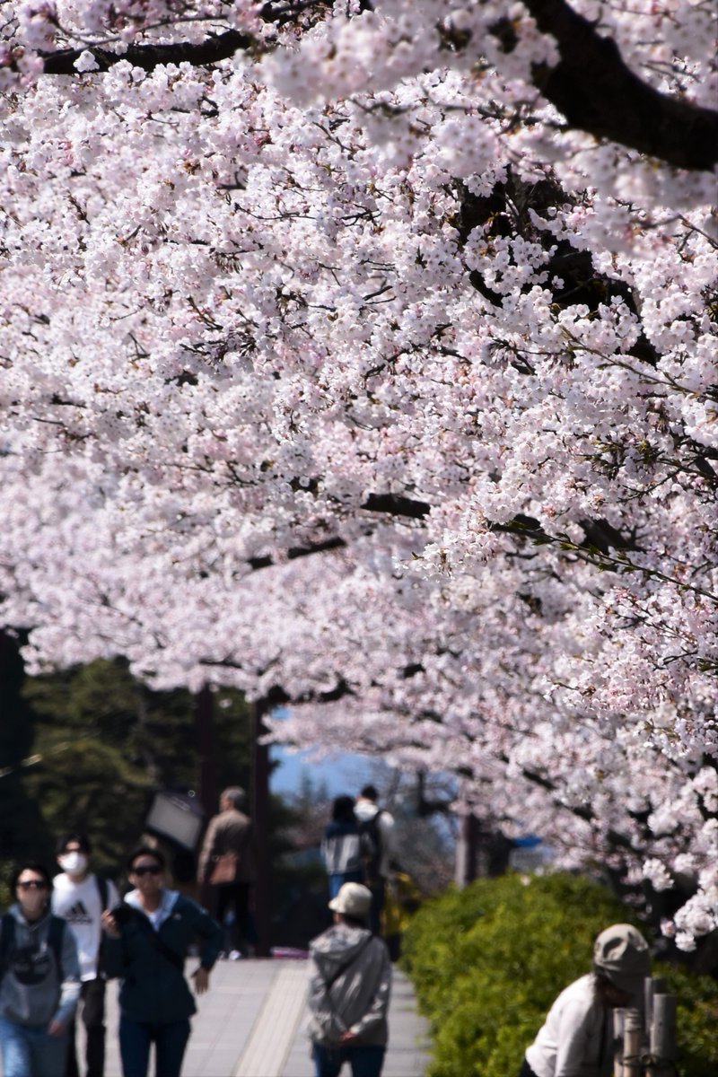 弘前市シティプロモーション tweet media