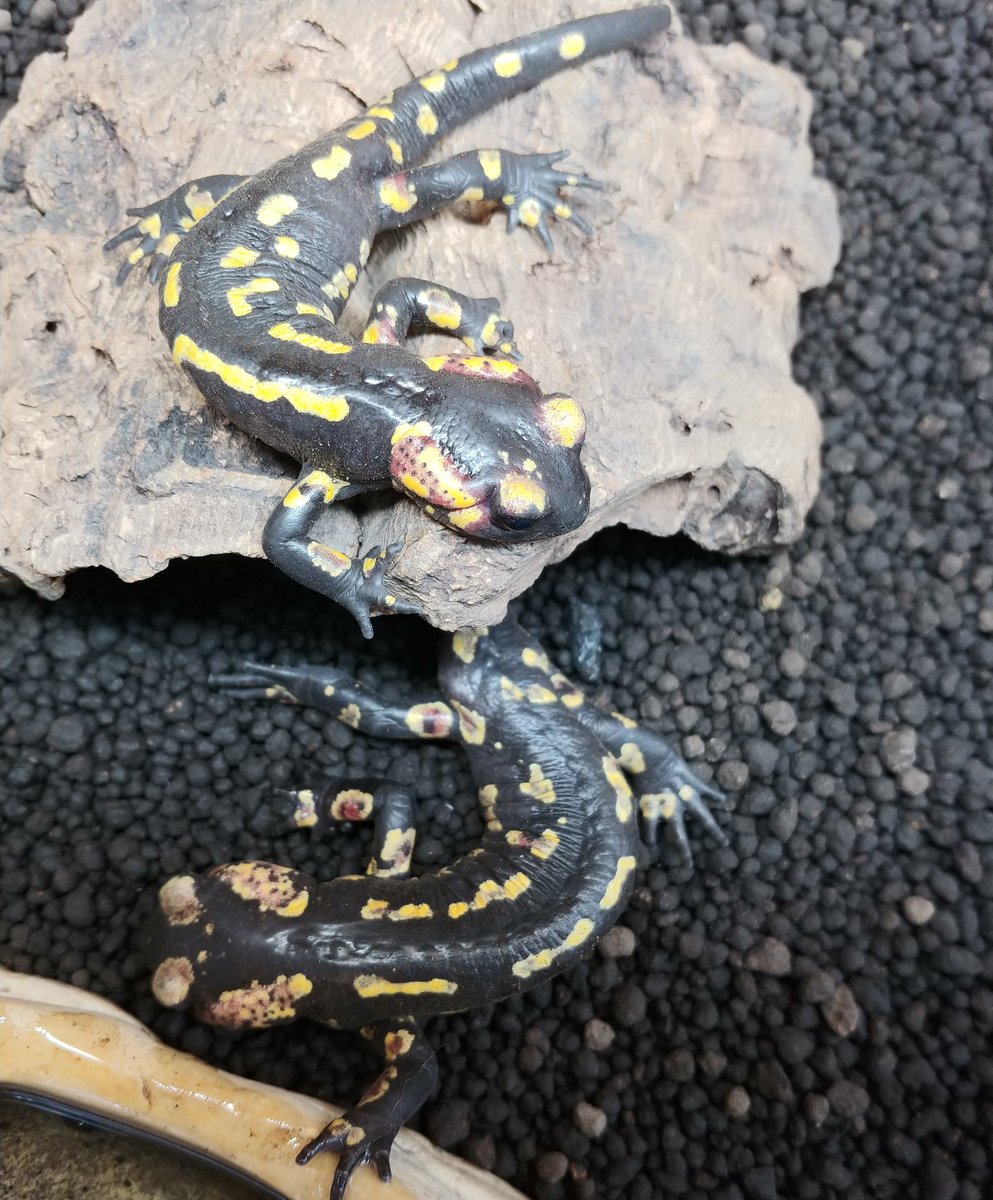 爬虫類倶楽部 大宮店 tweet media