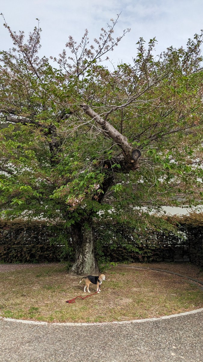 クッキーいもいも tweet media