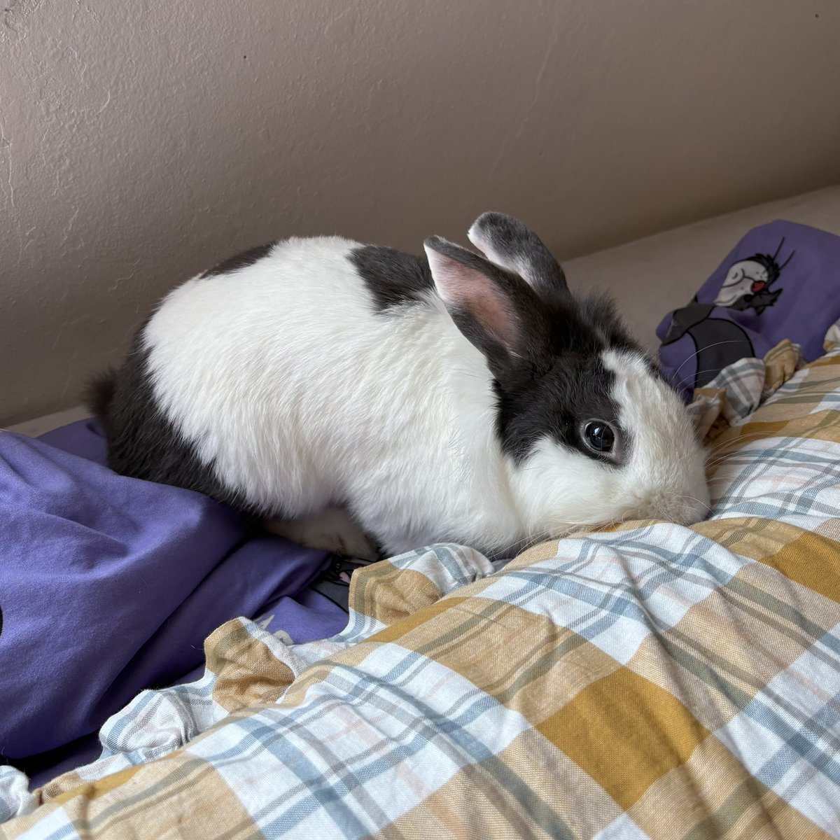 bbordinary's tweet image. 💢🤛🏻