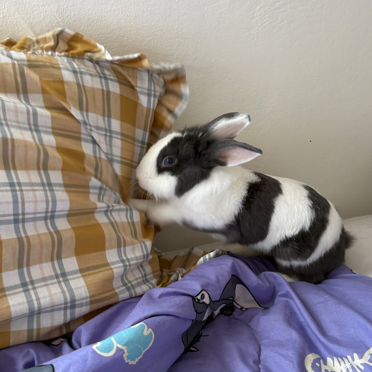 bbordinary's tweet image. 💢🤛🏻