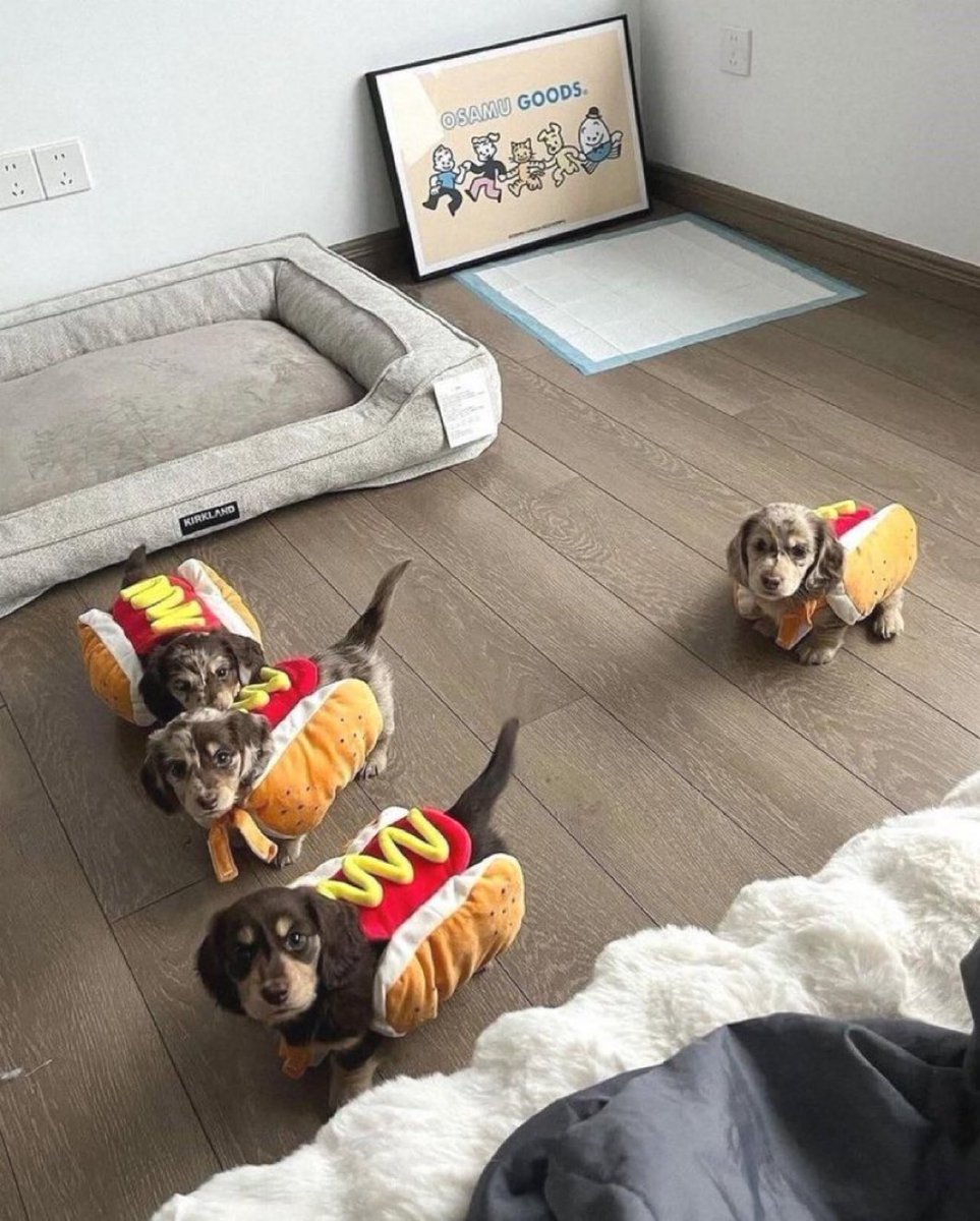 癒しの動物 tweet media