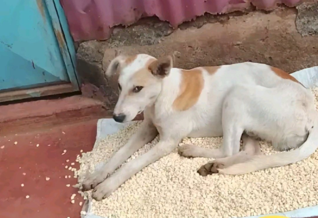 Joel Jirani tweet media