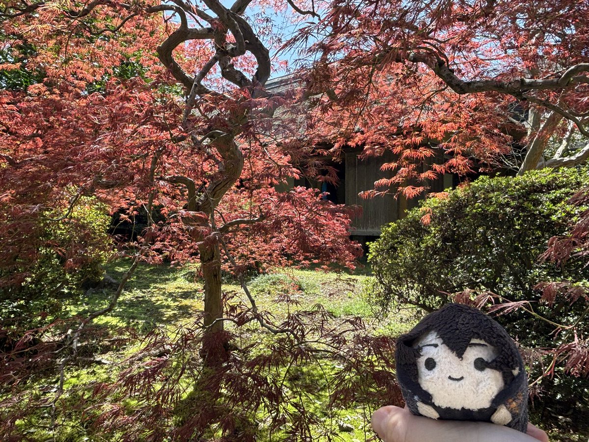 木の間から見える好文亭です。
今は春だけど、秋っぽく見える。(チアころん)
#パルマぬい撮り部
#囚われのパルマRefrain
#偕楽園