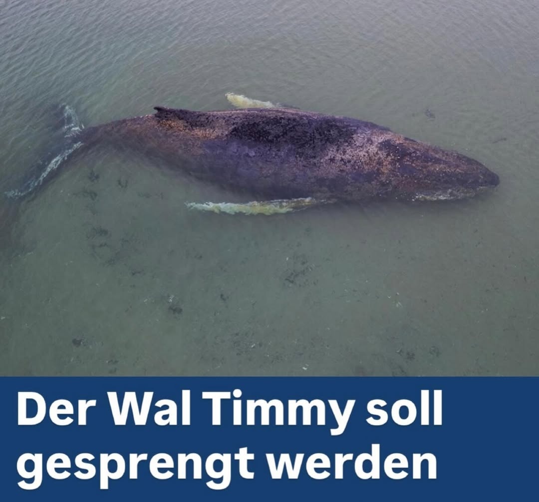 TuNichtGut 🕊🍉 tweet media