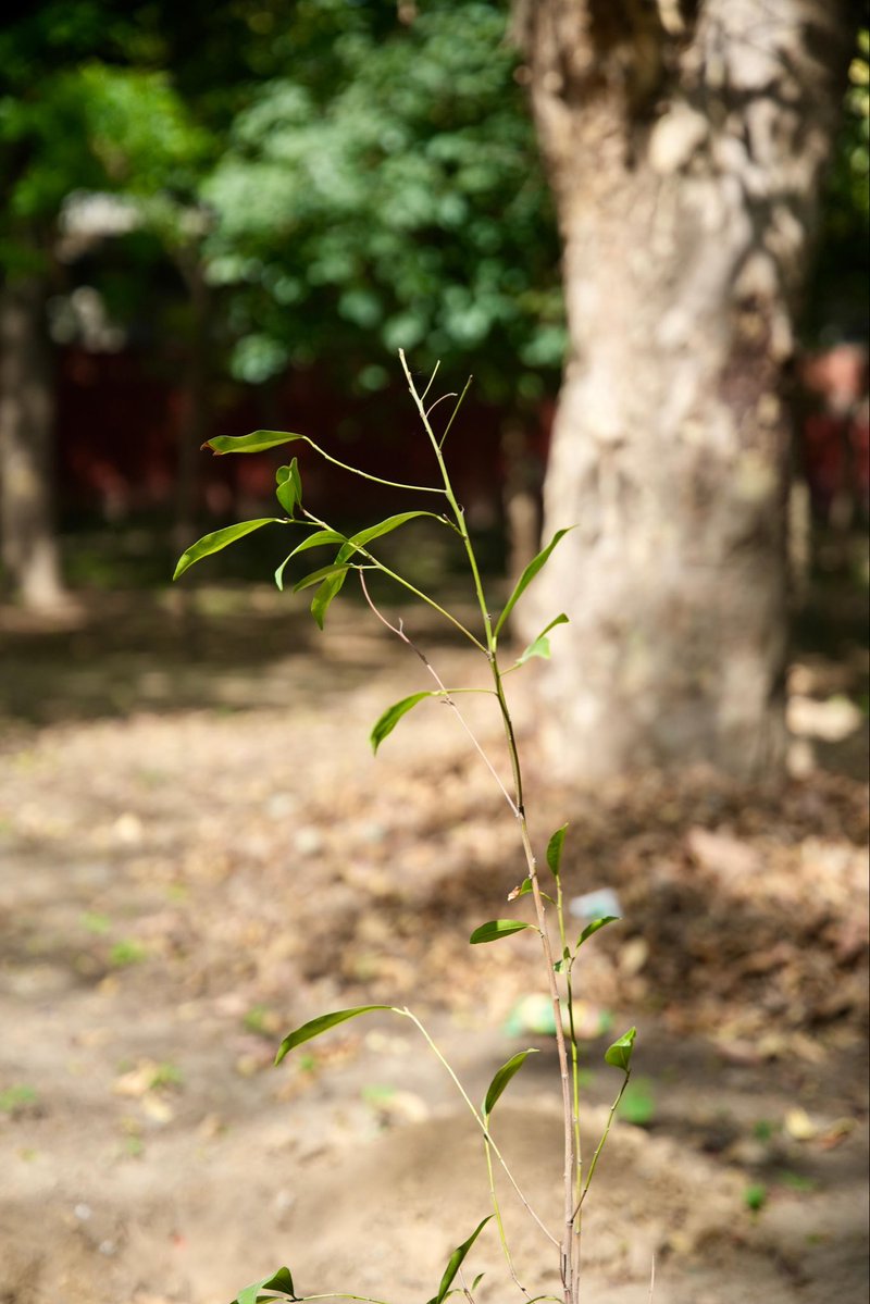 Shivraj Singh Chouhan tweet media