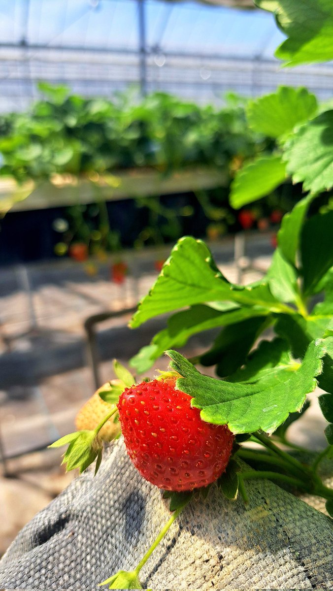 kittykat9312's tweet photo. Starting out the new term with strawberries 🍓 https://t.co/jeJ5wXEXJ1