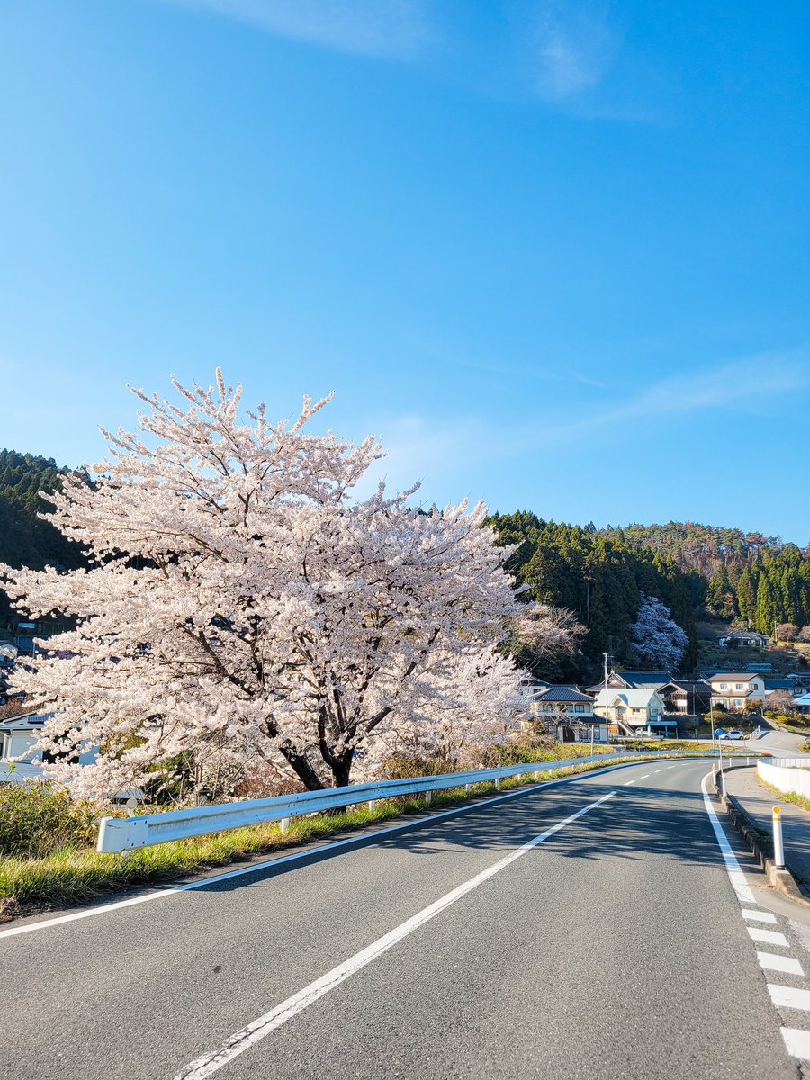 hirotabito's tweet photo. 袖野の桜は満開です🌸 https://t.co/2vQfXsKtN6