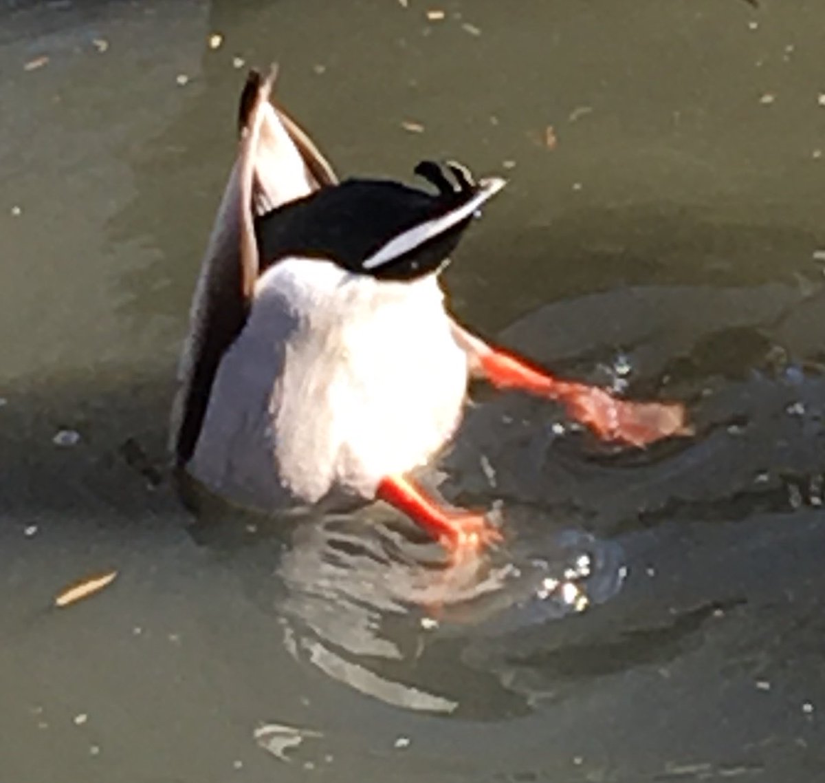 Gyles Brandreth tweet media