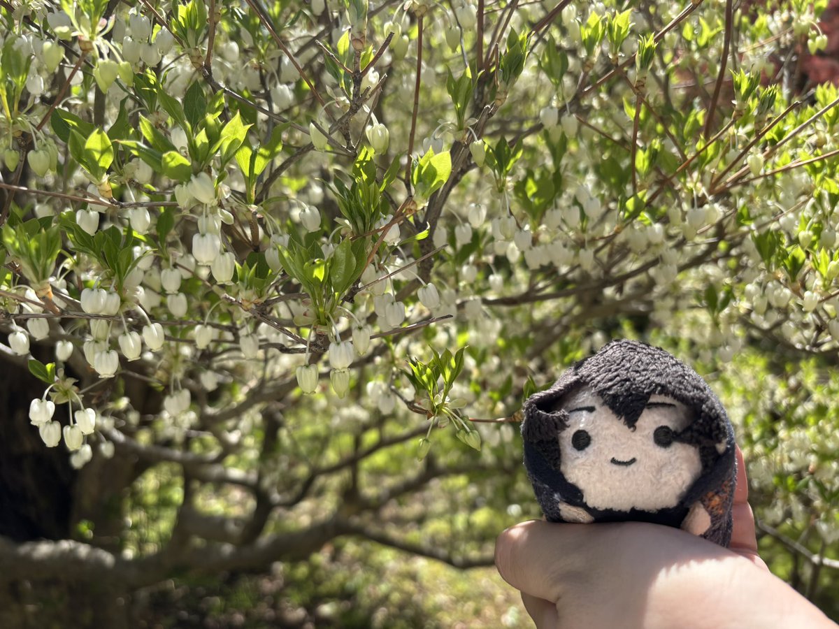 何の木の花かな？
詳しくないから分からないけど、綺麗だな。(チアころん)
#パルマぬい撮り部
#囚われのパルマRefrain
#偕楽園