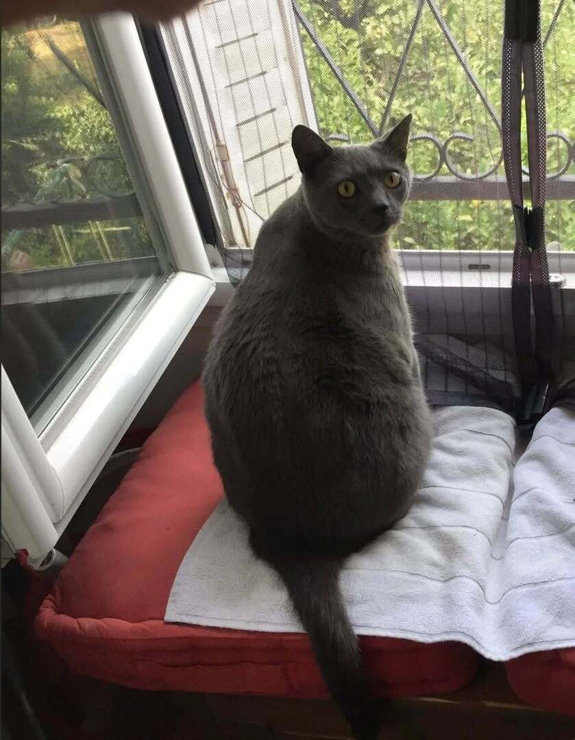 VigiPets.fr tweet media