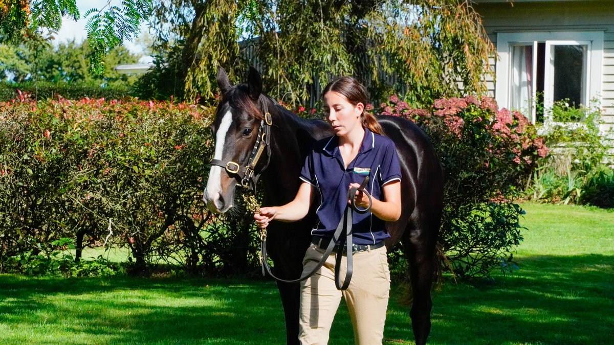 New Zealand Bloodstock tweet media