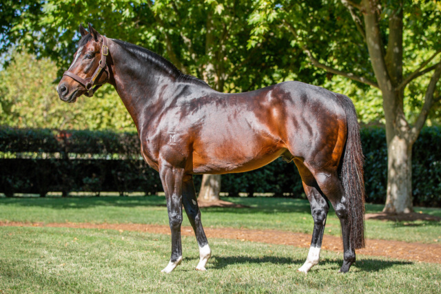 Dynamic_WONIT's tweet photo. Smart money doesn’t guess… it follows the data.

Dundeel continues to deliver elite results, especially with his fillies, and the market is catching on fast. This is exactly the type of opportunity astute buyers target.

Take a closer look at why the Dundeel filly advantage is real 👇
https://t.co/1h8iF79z7u