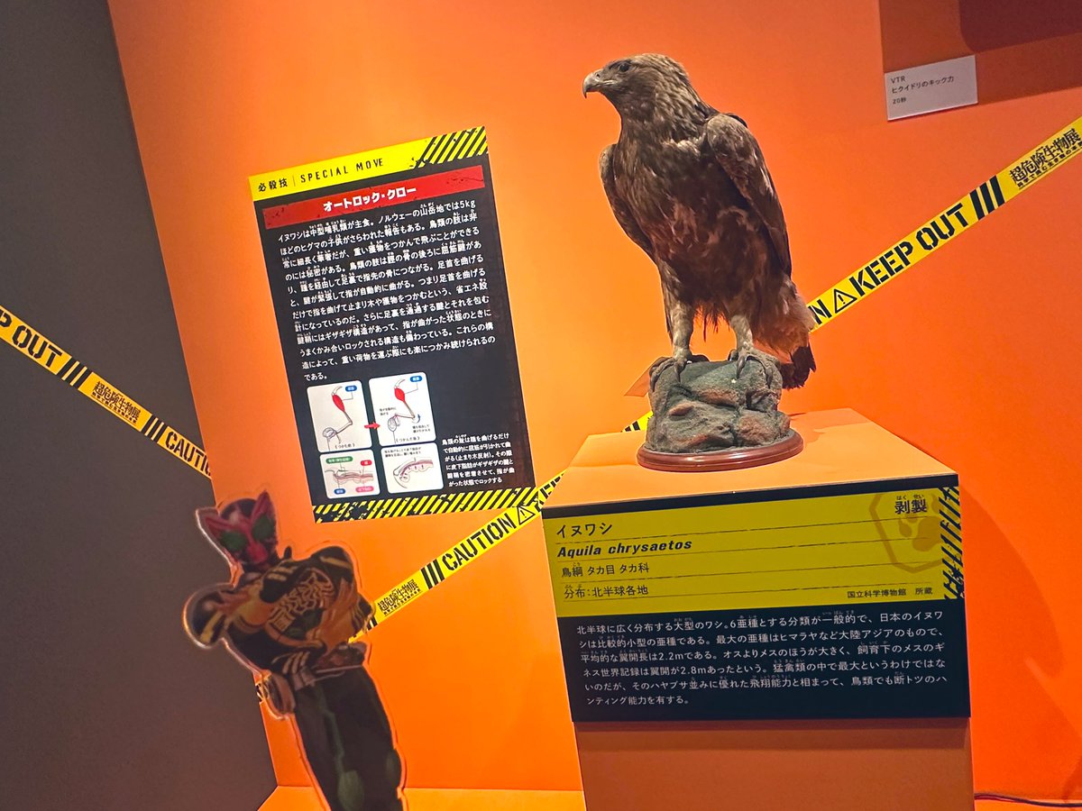 タカ!(ワシ)🦅
トラ!🐯
バッタ!🦗 