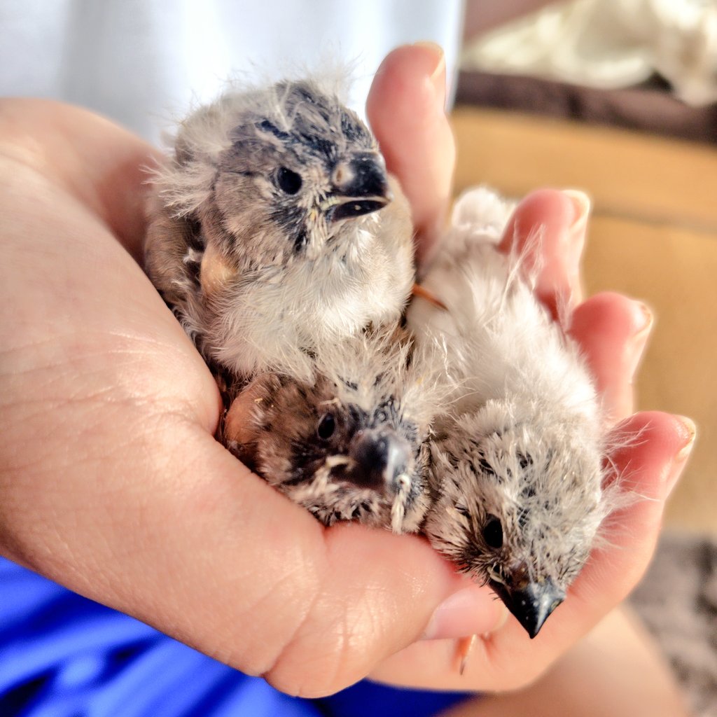 ジャンボ錦華鳥フォーンイザベル
ジャンボ錦華鳥チェスナットフランクホワイト
ジャンボ錦華鳥ノーマル

パヤ毛を見守る会(人´∀｀)☆．。．:*･ﾟ

この子達も5月１０日ジャングルハンターにて御披露目です♬