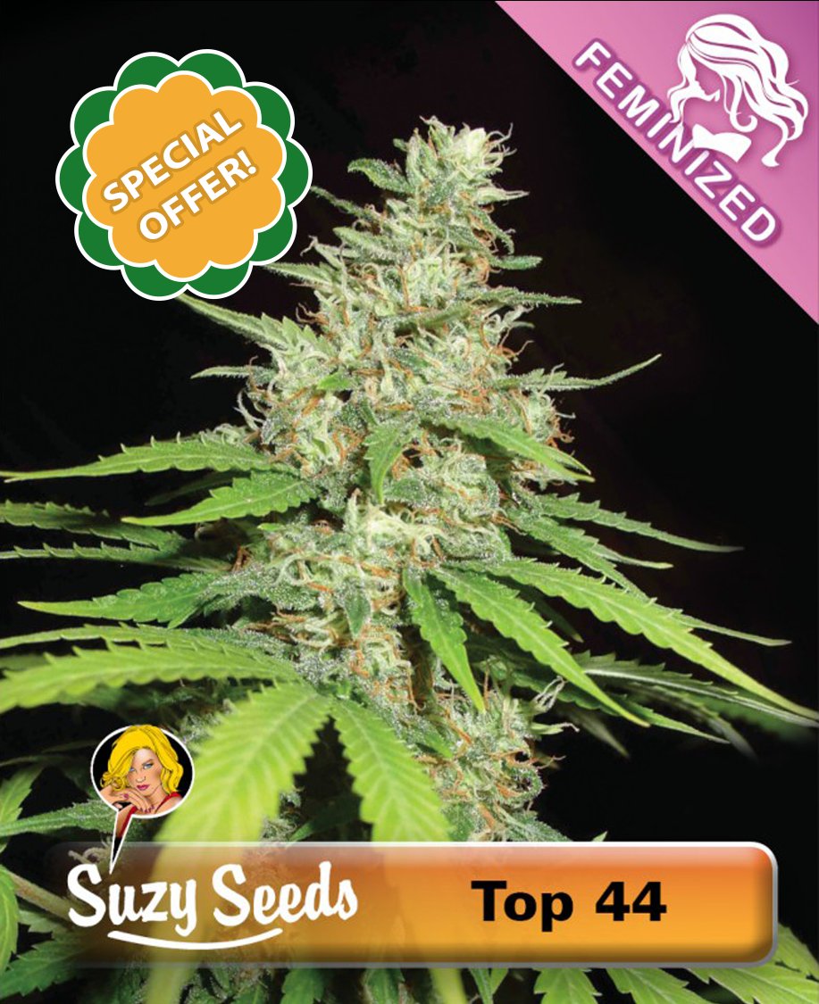 Top 44. Real deal Skunk that finishes in only 44 days. Fast, compact, and still delivers that classic Skunk punch. There are still a few packs left with big discounts in our Outdoor Special. See you in the garden!🌱suzyseeds.com/special-offers