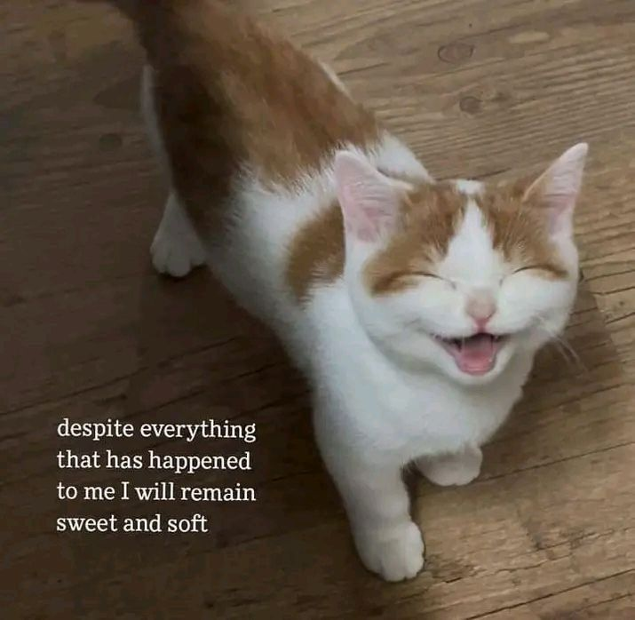 Cat Posted tweet media