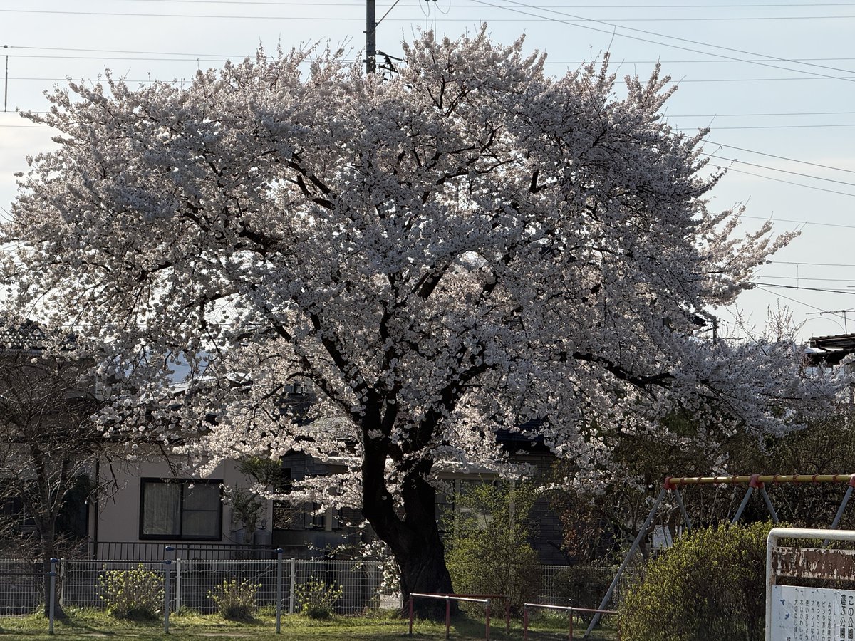 babironn577's tweet photo. とある公園の桜♪ https://t.co/bhATwNLRPa