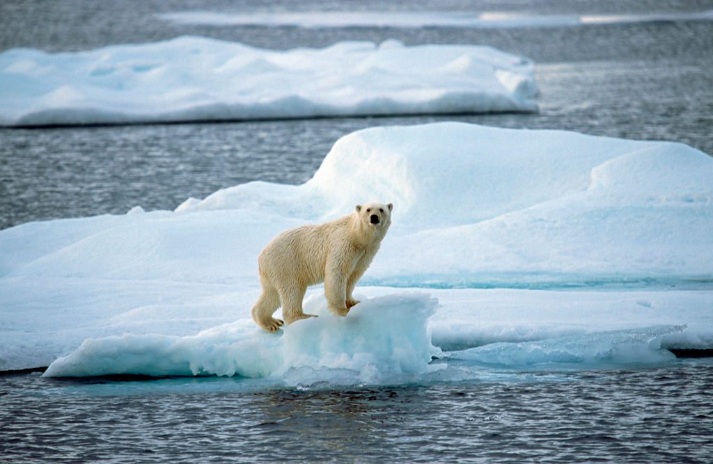 StockhanneS's tweet photo. A polar bear in its natural environment https://t.co/3FgE1N7Pz7