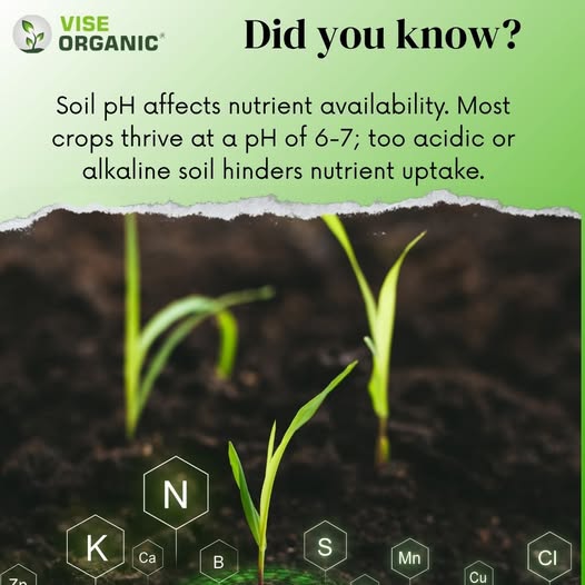 ViseOrganic's tweet image. 🌿🌱 Expand your agri-knowledge with our fascinating facts! 
.
.
.
.
.
#Agriculture #BioFertilizer #Fertilizer #BioPesticides #Kisan #Kheti