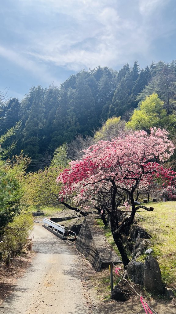 yama__tabi tweet media