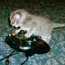 CatPosted's tweet photo. https://t.co/mTmzc9rosb