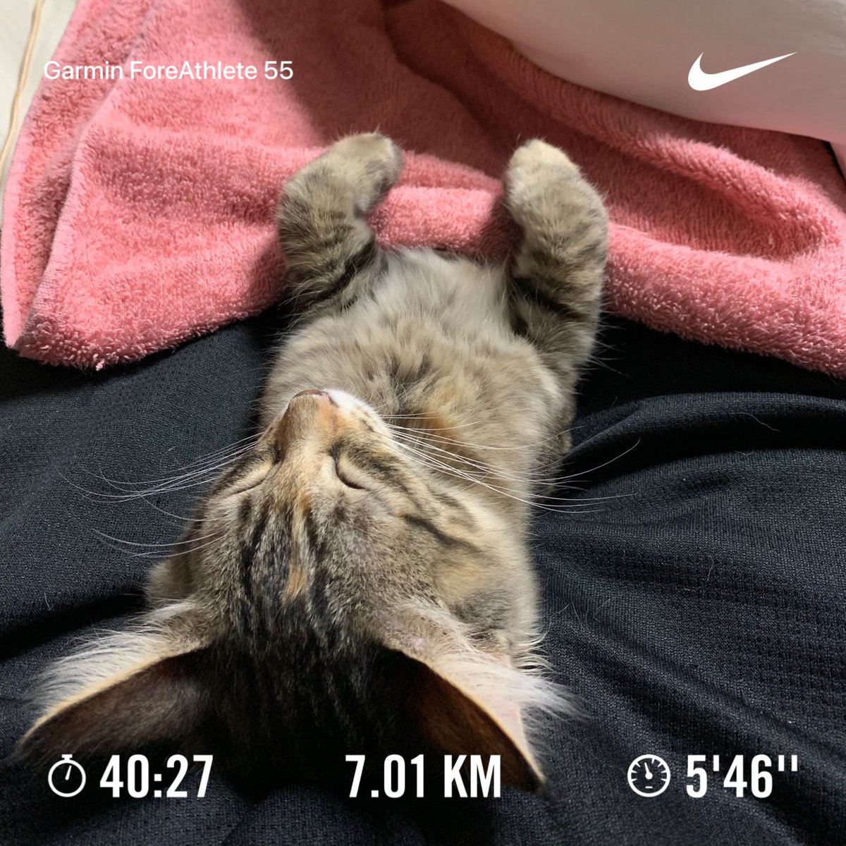 cronoszx12r's tweet image. 世界中のランナーに見えてるのかな？
今日は7km走りました。
疲れたので寝ます（嘘）

#NRC #nikeplus #justdoit
#マオちゃん #猫 #cat
#ランニング #running