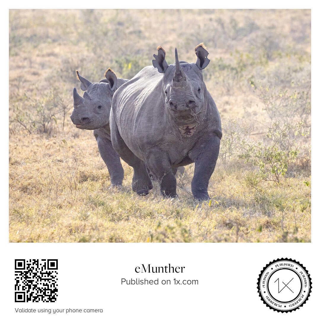 anEMDN_com's tweet image. Rhinos وحيد القرن
shop.1x.com/featured/rhino…

emunther.com/images/0245308…

#Print #Download #Photo #Wildlife #Rhino