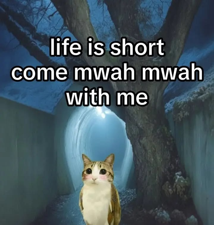 Cat Posted tweet media