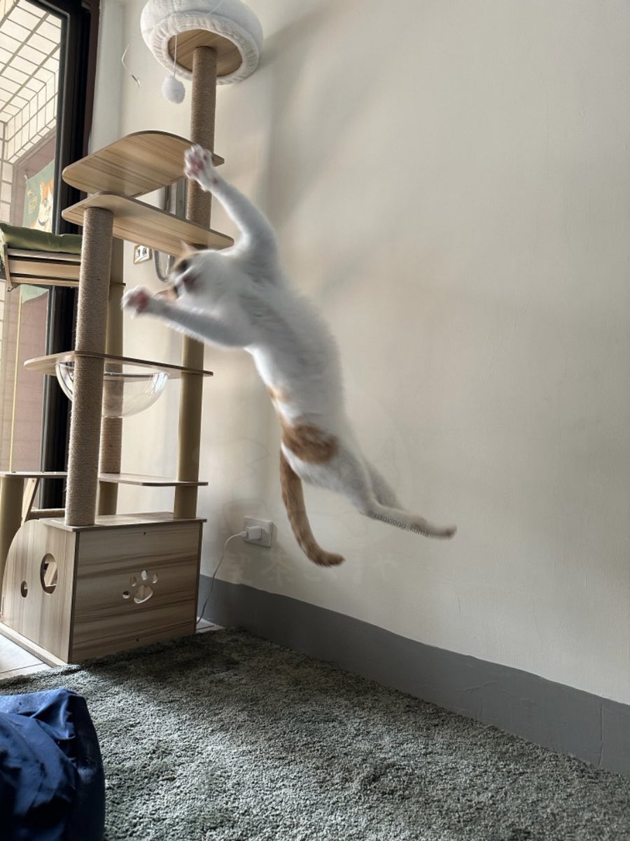 xiaoxiong_kuma's tweet image. 今日も元気