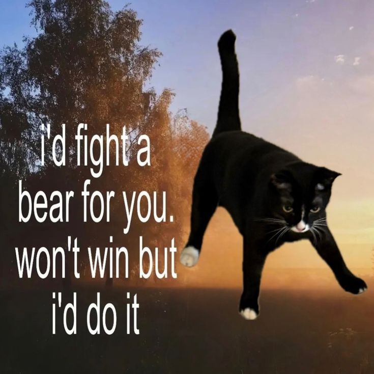 Cat Posted tweet media