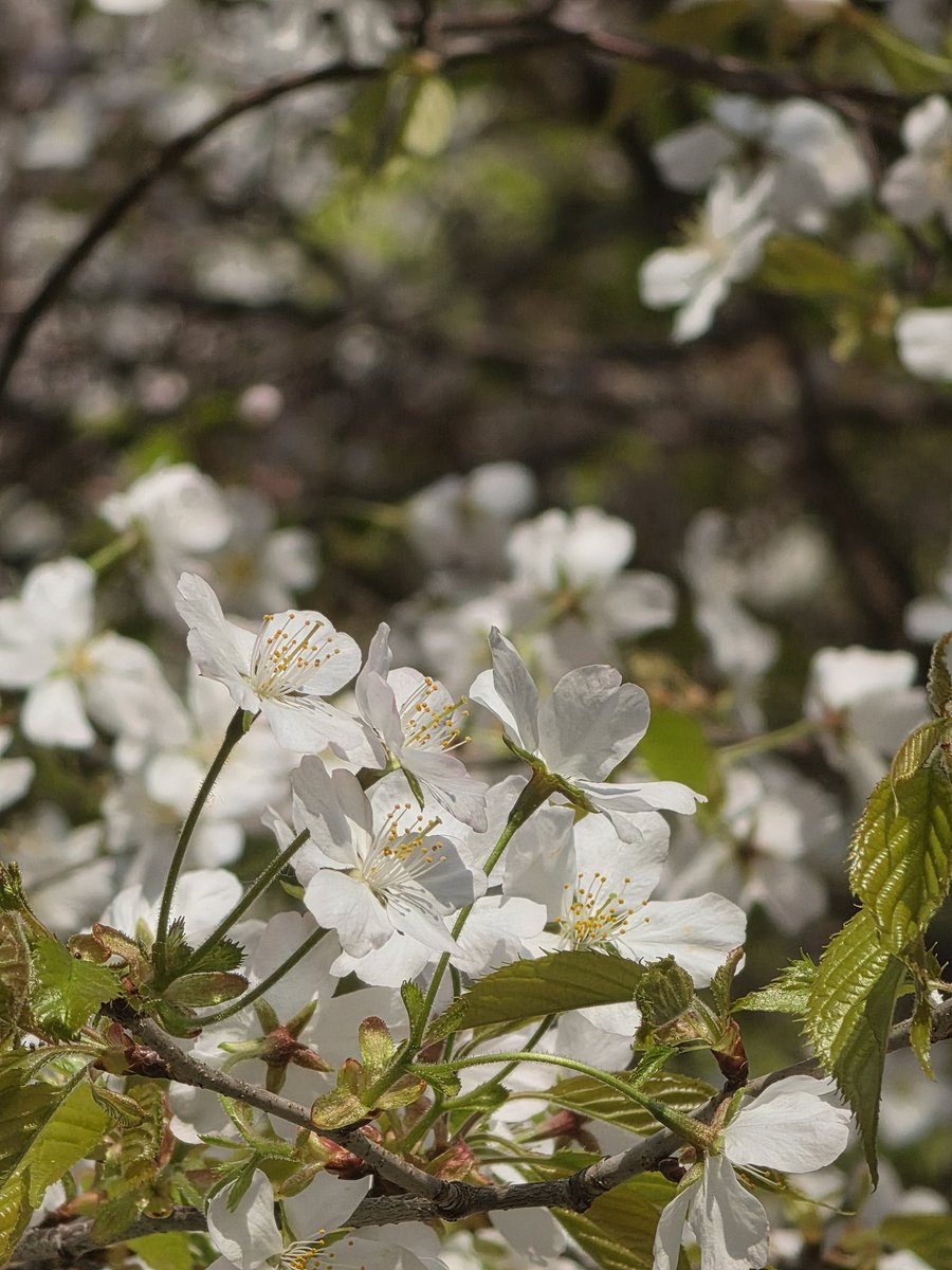 서리별 tweet media