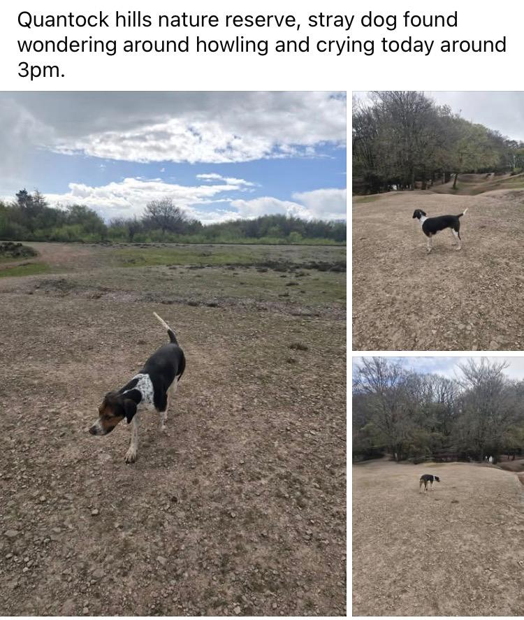 North Dorset Hunt Saboteurs tweet media