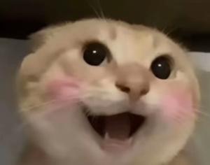 刘念 🔶 BNB(哈基米版) tweet media