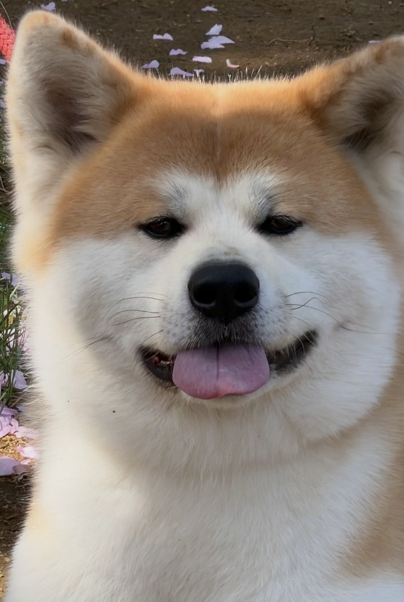 秋田犬ルナ tweet media