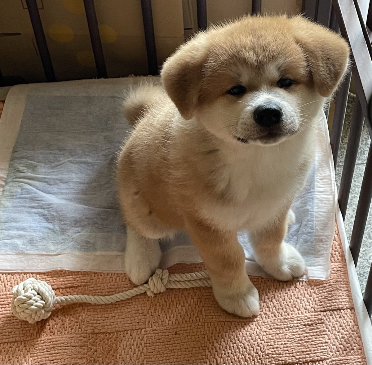 秋田犬ルナ tweet media