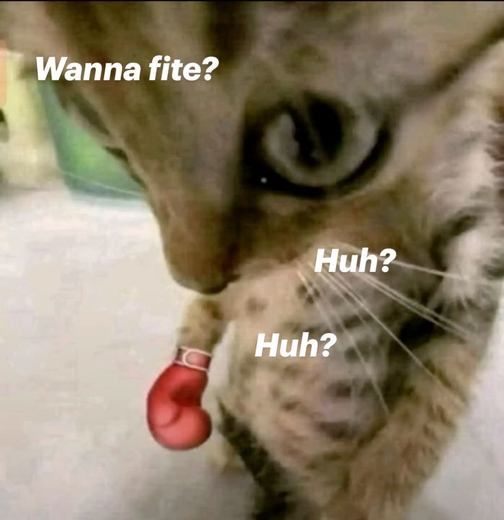 Cat Posted tweet media