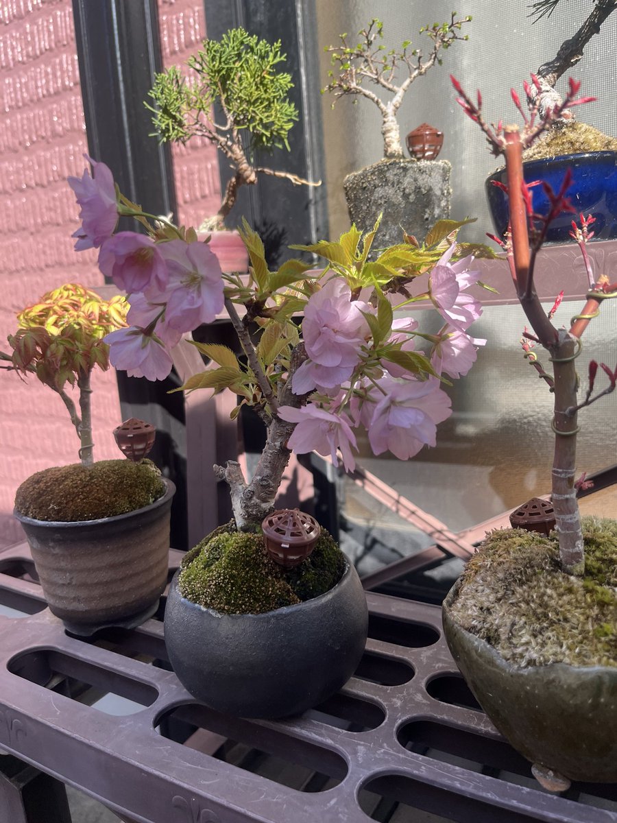 naopunk55's tweet photo. 家の桜 今日満開 https://t.co/7BFLs3gF0e